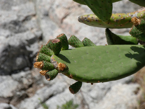 Chumbera con sus flores e higos chumbos verdes todav&iacute;a. Las palas de la chumbera tienen pichos y p&uacute;as.