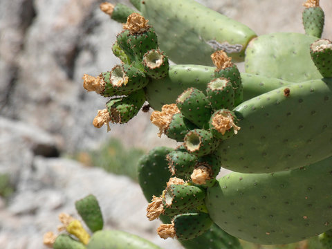 Chumbera con sus flores e higos chumbos verdes todav&iacute;a. Las palas de la chumbera tienen pichos y p&uacute;as.