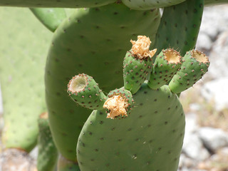 Chumbera con sus flores e higos chumbos verdes todav&iacute;a. Las palas de la chumbera tienen pichos y p&uacute;as.