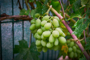 Green and fresh grapes  near plan