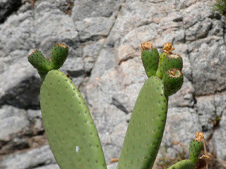 Chumbera con sus flores e higos chumbos verdes todavía. Las palas de la chumbera tienen pichos y púas.