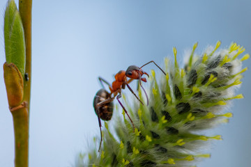 Macro shot of an ant looking at the camera
