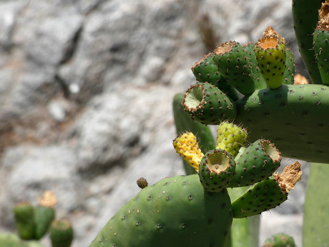 Chumbera con sus flores e higos chumbos verdes todav&iacute;a. Las palas de la chumbera tienen pichos y p&uacute;as.