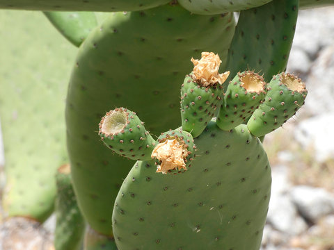 Chumbera con sus flores e higos chumbos verdes todav&iacute;a. Las palas de la chumbera tienen pichos y p&uacute;as.