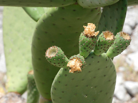 Chumbera con sus flores e higos chumbos verdes todav&iacute;a. Las palas de la chumbera tienen pichos y p&uacute;as.