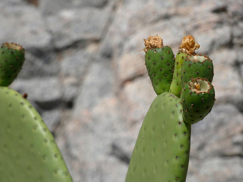 Chumbera con sus flores e higos chumbos verdes todav&iacute;a. Las palas de la chumbera tienen pichos y p&uacute;as.