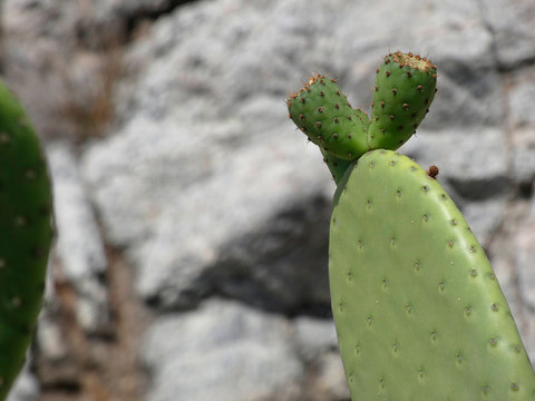 Chumbera con sus flores e higos chumbos verdes todav&iacute;a. Las palas de la chumbera tienen pichos y p&uacute;as.
