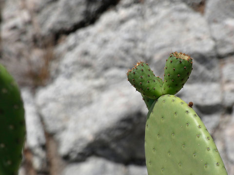 Chumbera con sus flores e higos chumbos verdes todav&iacute;a. Las palas de la chumbera tienen pichos y p&uacute;as.