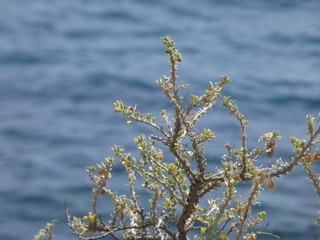 Flores silvestres en los acantilados de la costa mediterránea de la costa brava.