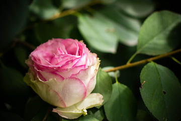 pink rose in the garden