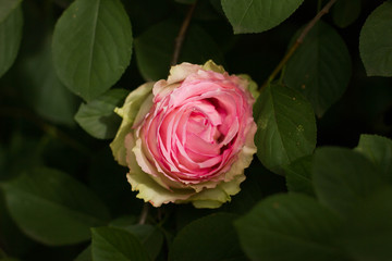 pink rose in the garden