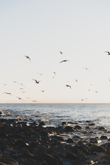 seagulls on the beach