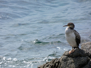 Pájaro de vida marina que viven básicamente de la pesca, encima de una roca esperando una presa para pescarla. Corbalán relajado a la espera de la hora de la pesca