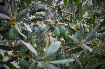 Organic olive tree with green fruits