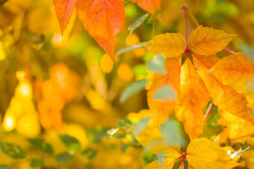 Colorful leaves of wild grapes on a blurred background. Autumn colored leaves in the sun. Background of yellow leaves. Copy space