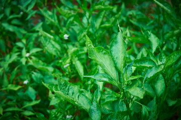 Green and fresh pepper plant