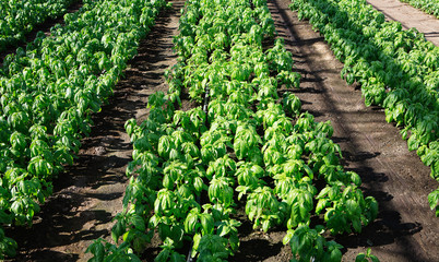 A commercial greenhouse full of rows of basil herb plants