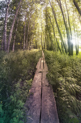Duckboard forest path in sunlight