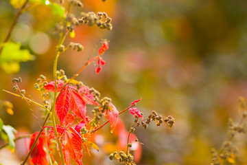 Colorful leaves of wild grapes on a blurred background. Autumn colored leaves in the sun. Background of yellow leaves. Copy space