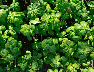 Herbs