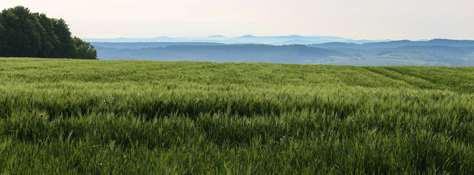 Green wheat field on a sunny summer day