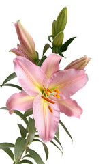 Fototapeta na wymiar pretty pink lily with orange pollen