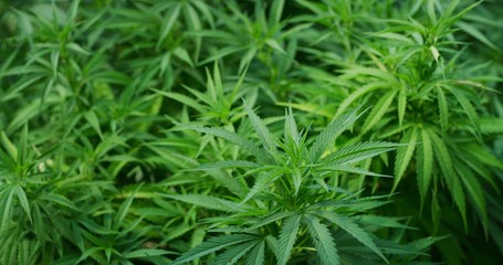 Macro of ecological and biological hemp plant used for herbal alternative medicines and cbd oil production.