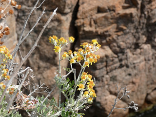 Flores silvestres en los acantilados de la costa mediterránea de la costa brava.