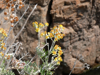 Flores silvestres en los acantilados de la costa mediterránea de la costa brava.
