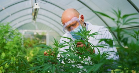 Portrait of scientist with mask, glasses and gloves checking hemp plants in a greenhouse, used used...