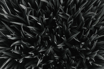 Dark leaves closeup view background. Monochrome tree, bush foliage decorative backdrop. Plant leaves with shadows horizontal minimal wallpaper. Fresh greenery. Natural, organic, eco concept