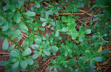 Fresh, green purslane  leaves after the rain