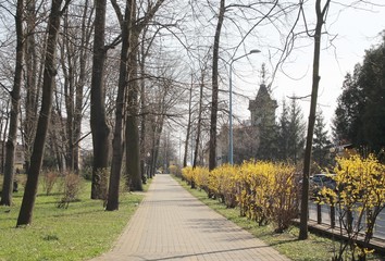 trees and forsythia blooming in park scenic