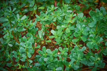 Fresh, green purslane  leaves after the rain