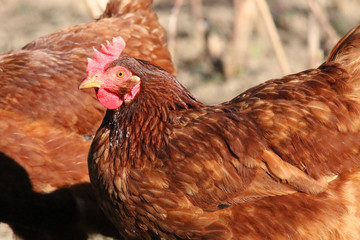 Gallus gallus domesticus