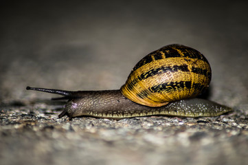 caracol