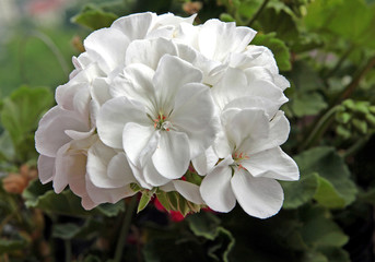 white flowers of geranium potted plant close up