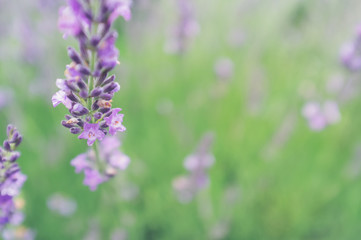 Obraz na płótnie Canvas Selective focus on lavender flower in flower garden - lavender flowers.