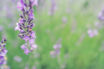 Obraz premium Selective focus on lavender flower in flower garden - lavender flowers.