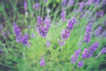 Selective focus on lavender flower in flower garden - lavender flowers.