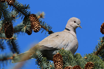 Streptopelia decaocto