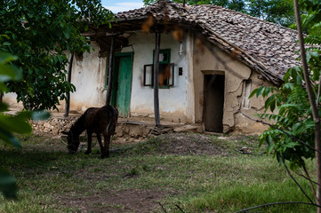 Donkey eating grass in the yard of an old traditional and barely holding household. - 279324388