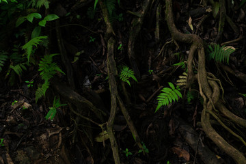 Waterfalls in the rainy season, wetness in the rainy season