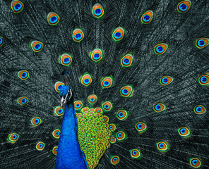 Fototapeta premium beautiful peacock