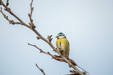 Fototapeta premium pajarito simpatico comiendo