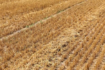 field of wheat