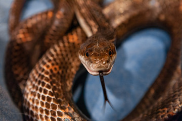 Pet serpent feeding time. An ominous looking hungry snake is viewed closeup and head on, it's beady eyes and hissing tongue hunt for prey.