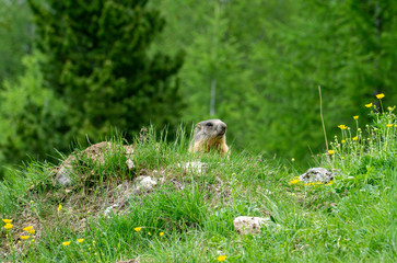 Naklejka na ściany i meble Alpine marmot in the natural environment. Italy. Dolomites.