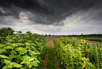 Sunflowers growing beneath a stormy sky
