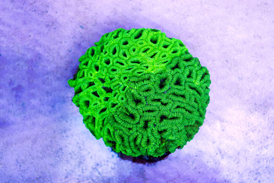 Favites LPS brain coral isolated in coral reef aquarium tank